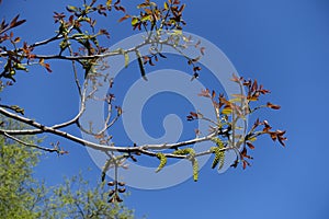 Florescence of Juglans regia tree in spring