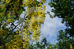 Florescence of Laburnum anagyroides against blue sky in mid May photo