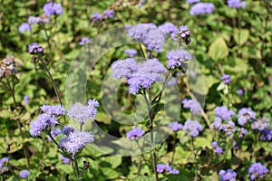 Florescence of lavender-colored Ageratum houstonianum in mid July