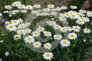 Florescence of Leucanthemum vulgare in the garden