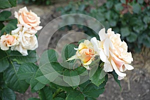 Florescence of light beige rose in the garden