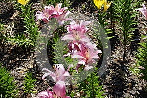 Florescence of light pink lilies