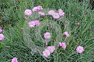 Florescence of light pink polymerous Dianthus