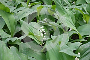 Florescence of lily of the valley in spring