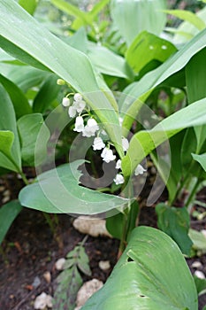 Florescence of lily of the valley in May