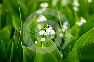 Forest, wild flowers. delicate flowers against a background of pine forest in May and April.Spring landscape. flowers