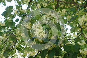 Florescence of lime tree in summer