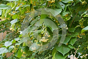 Florescence of linden tree in June