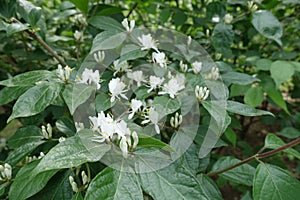 Florescence of Lonicera maackii in May