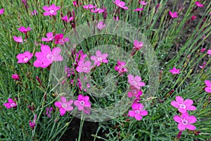 Florescence of magenta colored Dianthus deltoides