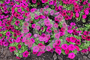 Florescence of magenta colored petunia