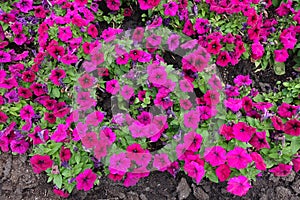 Florescence of magenta colored petunia photo