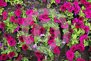 Florescence of magenta colored petunias in June