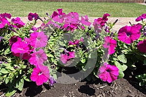 Florescence of magenta-colored petunias in mid June photo