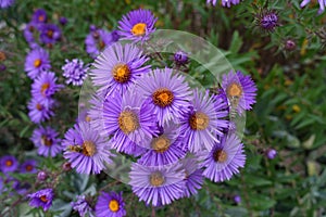 Florescence of New England aster i