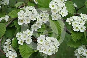 Florescence of northern downy hawthorn in spring