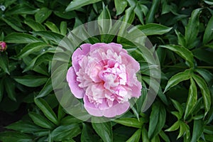 Florescence of one pink peony in May