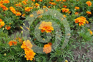 Florescence of orange Tagetes patula in July