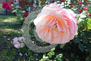 Florescence of pastel pink rose in the garden