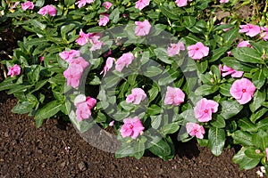 Florescence of pink Catharanthus roseus in September