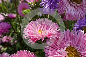 Florescence of pink China asters