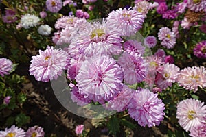 Florescence of pink China asters in September