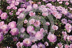 Florescence of pink Chrysanthemums in autumn