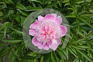 Florescence of pink peony in mid May photo