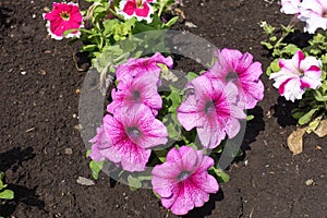 Florescence of pink petunias in May