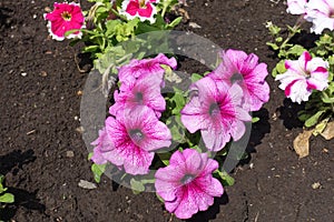 Florescence of pink petunias in May photo