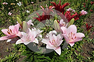 Florescence of pink and red lilies