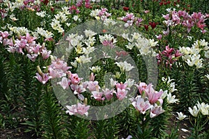 Florescence of pink, red and white lilies