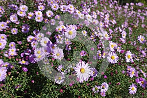 Florescence of pink Symphyotrichum dumosum