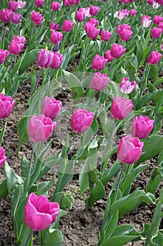 Florescence of pink tulips in April