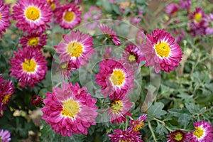 Florescence of pink and yellow Chrysanthemums in November