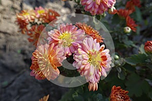 Florescence of pinkish orange Chrysanthemums in October