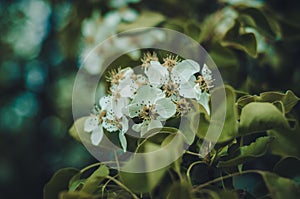 Florescence of plum tree in the garden close-up spring scene photo