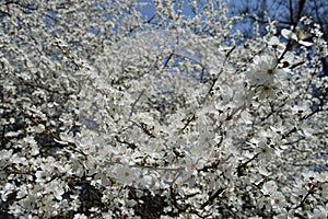 Florescence of Prunus cerasifera in spring