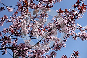 Florescence of Prunus pissardii in spring