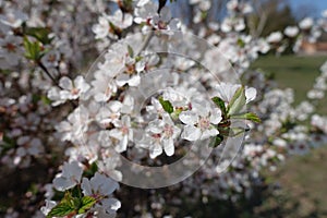 Florescence of prunus tomentosa in April