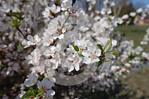 Florescence of prunus tomentosa in April photo
