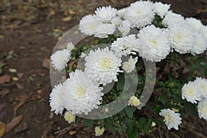 Florescence of pure white Chrysanthemums