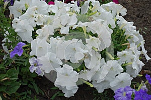 Florescence of pure white petunias in July