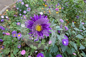 Florescence of purple China asters in September