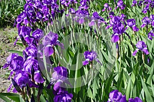 Florescence of purple irises in spring