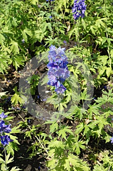 Florescence of purplish blue Delphinium hybridum in June