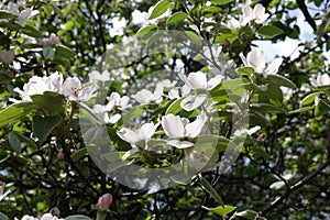 Florescence of quince in the garden in May photo