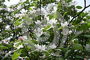 Florescence of quince tree in May