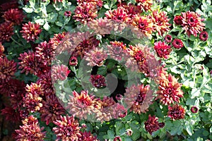 Florescence of red Chrysanthemum bush