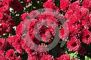 Florescence of red Chrysanthemums in October